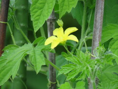 ゴーヤの雄花