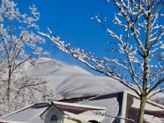 今朝の雪景5