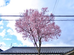 散歩の途中で見かけた桜