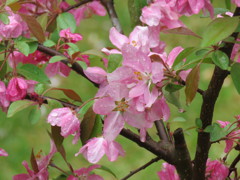 雫を纏ったクラブアップルの花