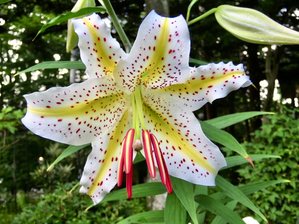 開花直後1