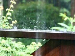 強い雨①