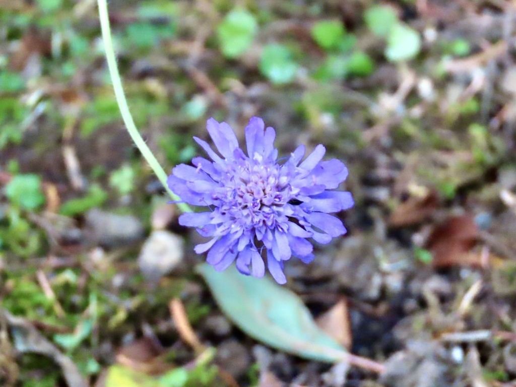 ワイルドスカビオサ2