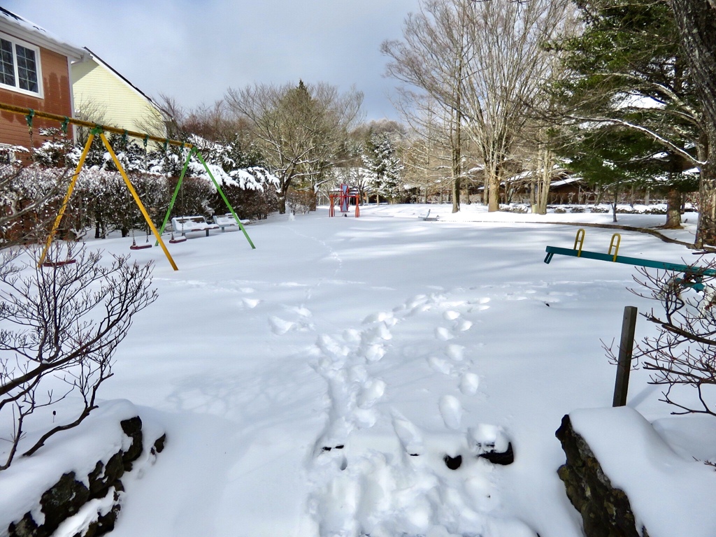 今朝の近所の公園