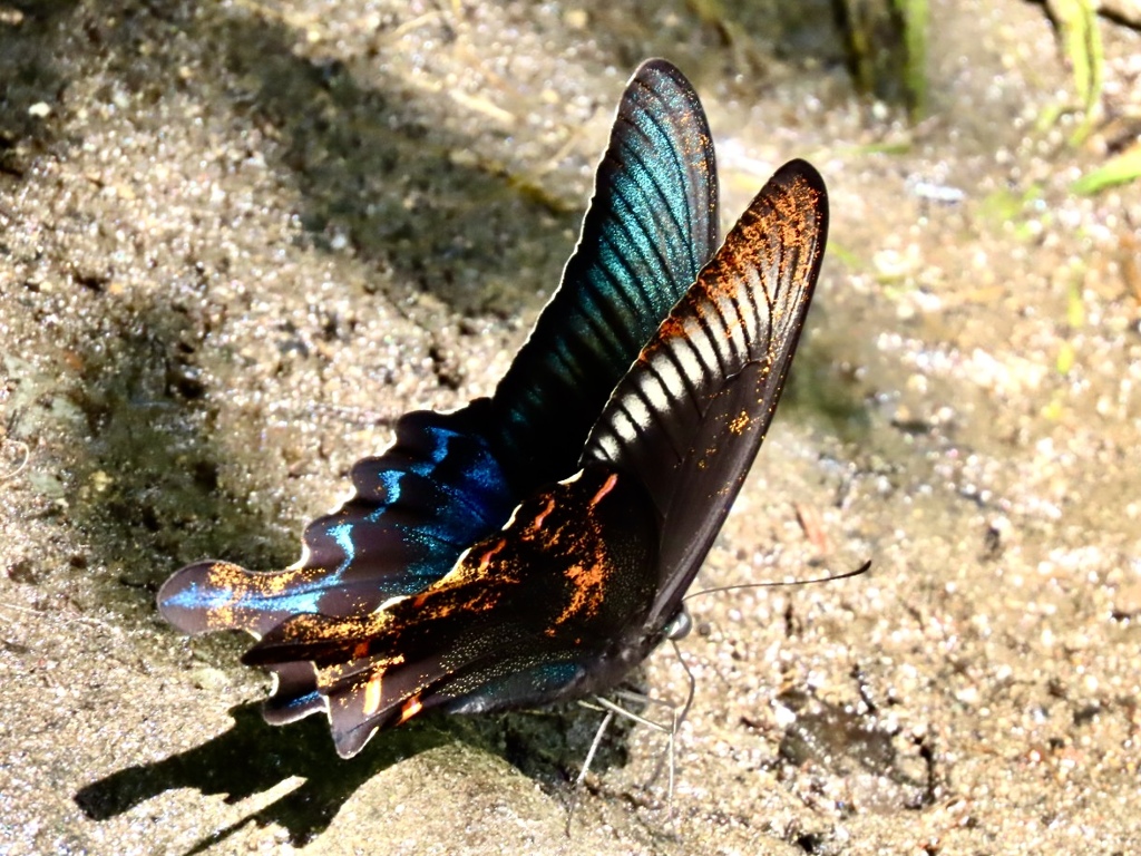 ミヤマカラスアゲハ①