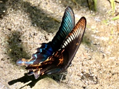 ミヤマカラスアゲハ①
