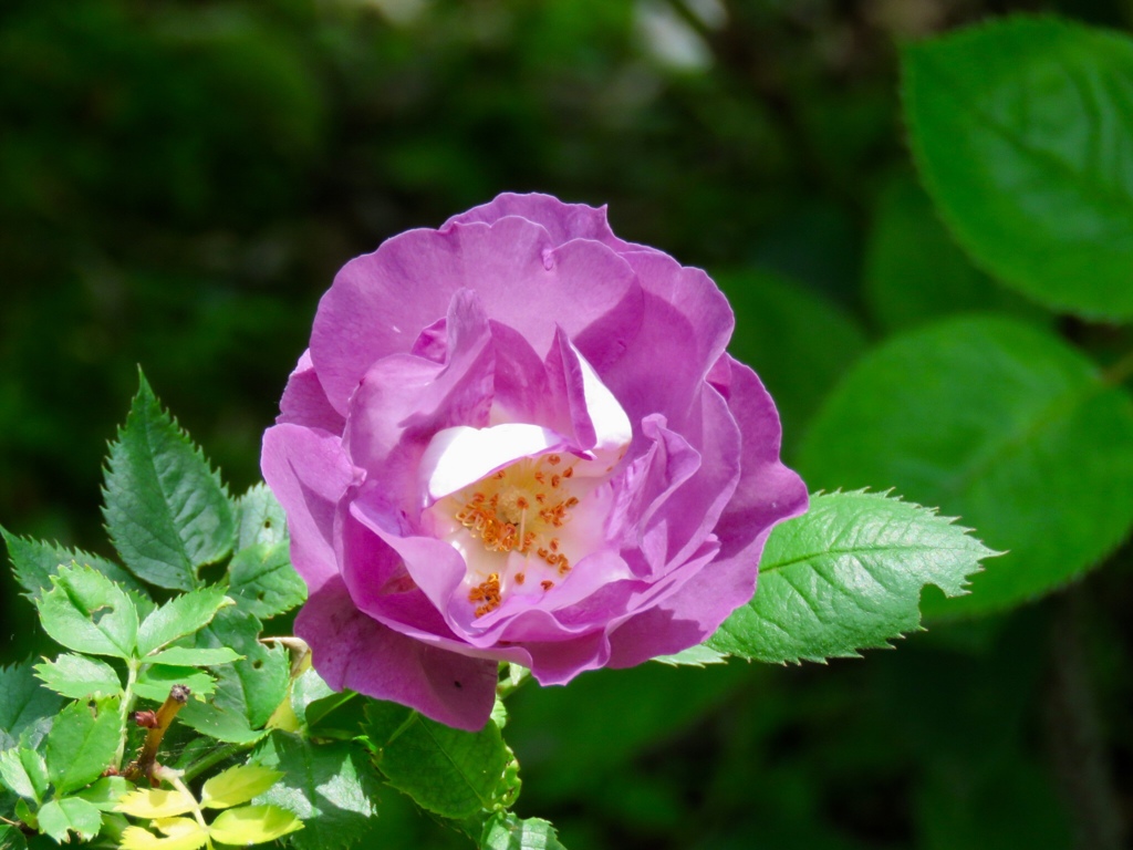 庭の花5