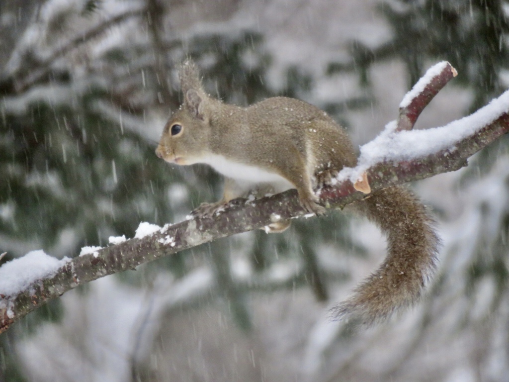 雪をものともせず