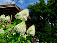 ピラミッド紫陽花