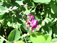 萩の花