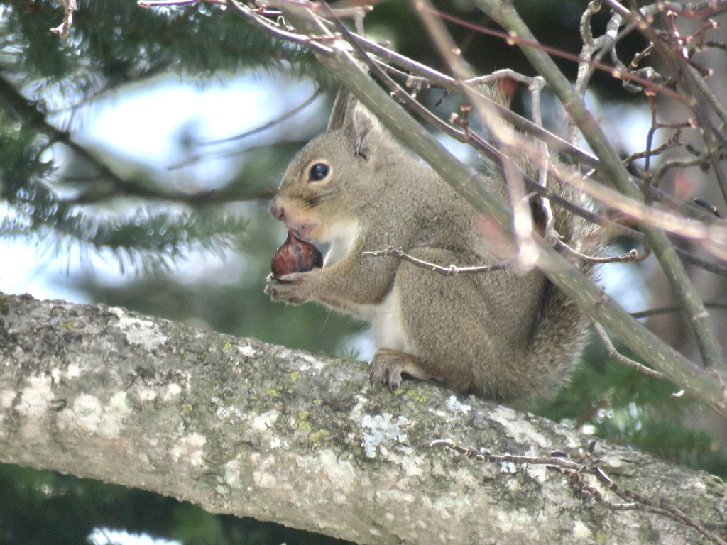 今度はオニグルミ