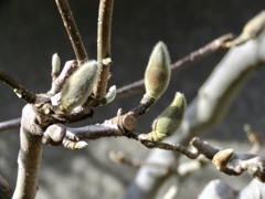 木蓮の花芽