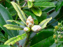 蕾
