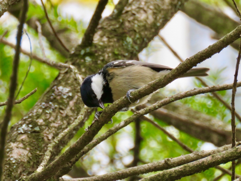 今日の野鳥