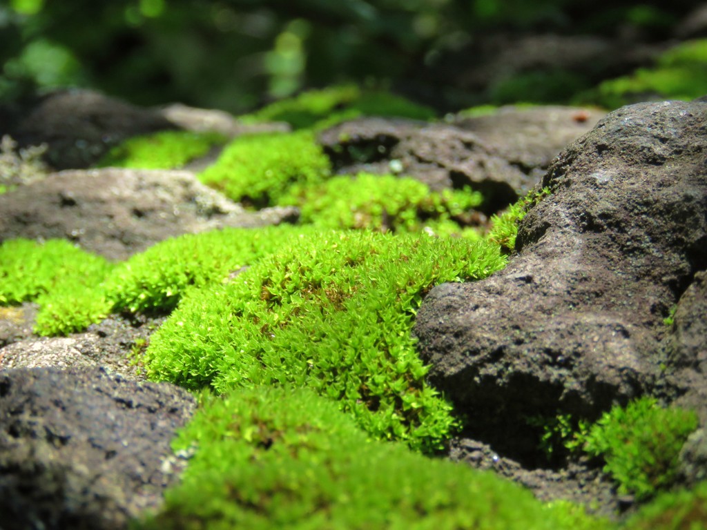 苔と浅間石