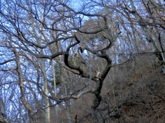 山栗の木