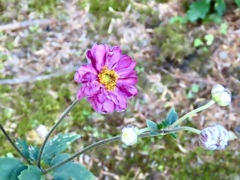 I庭の秋明菊