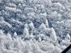 今朝の霧氷