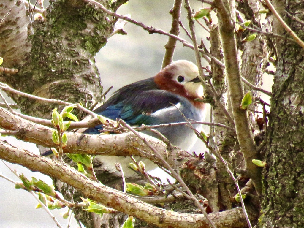 夏鳥