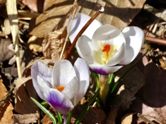 クロッカス　白花