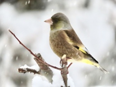 雪と野鳥⑤