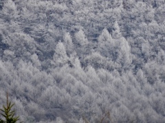 霧氷