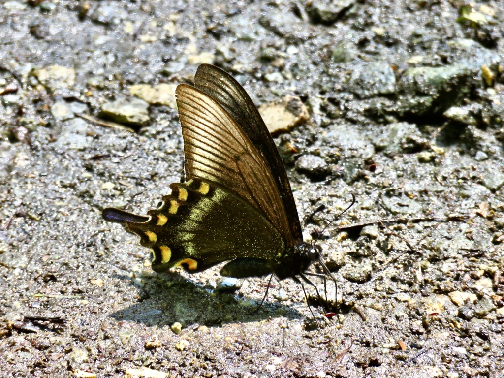 ミヤマカラスアゲハ1