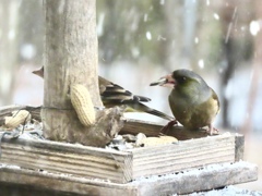 餌台のカワラヒワ②
