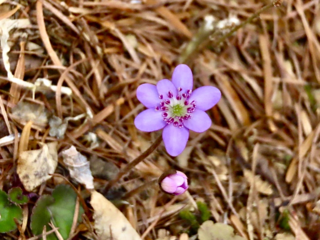 庭の花3
