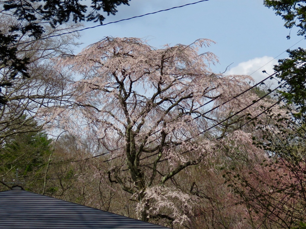 枝垂れ桜