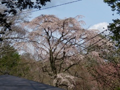枝垂れ桜