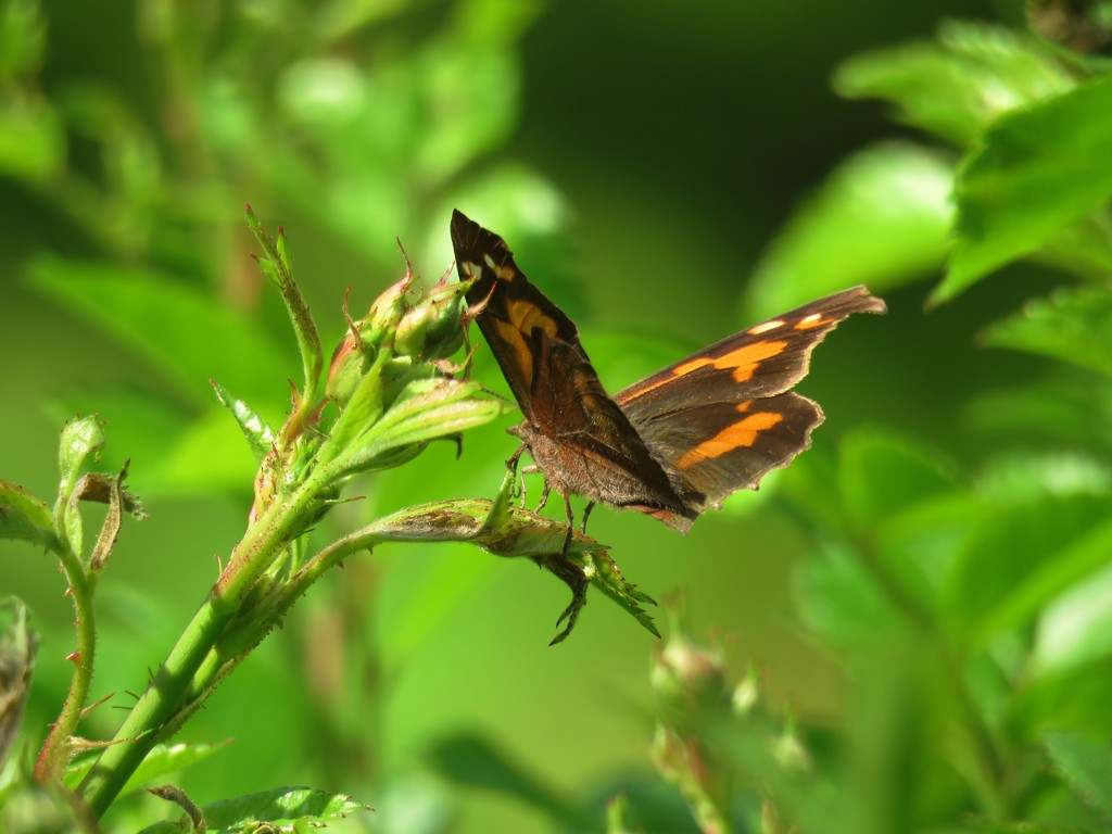 テングチョウ２