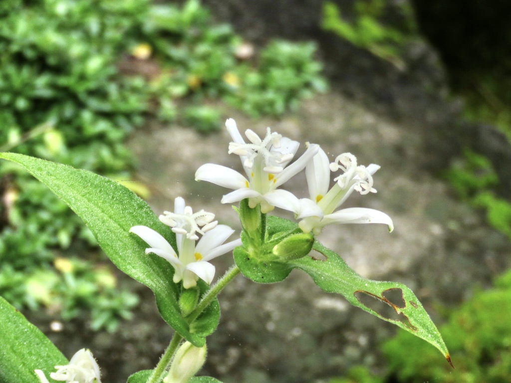 白花ホトトギス