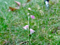 庭の芝生に