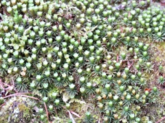 苔の花