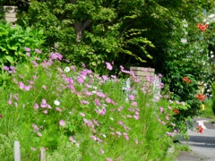 夏の花と秋の花