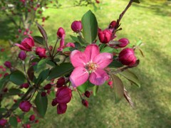 庭のクラブアップルの花