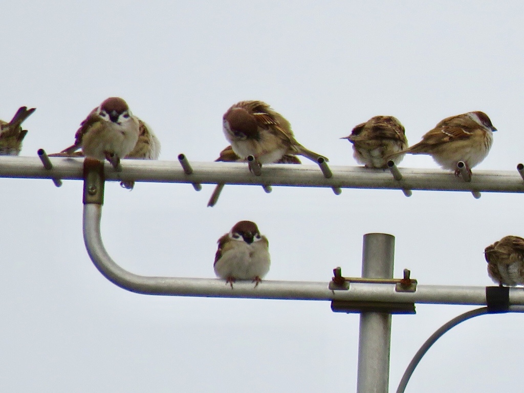 鳥納め9
