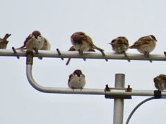 鳥納め9