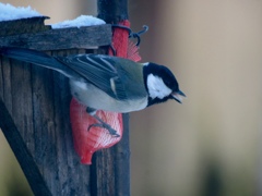 牛脂を食べるシジュウカラ