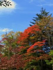 紅葉と秋の空