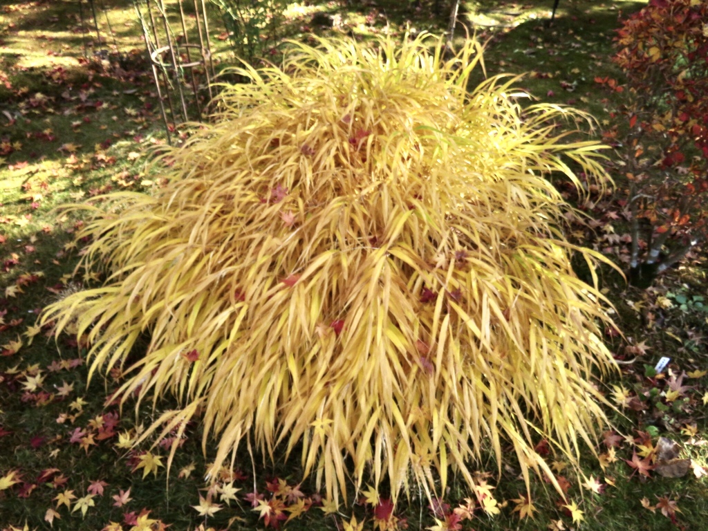 フウチソウ