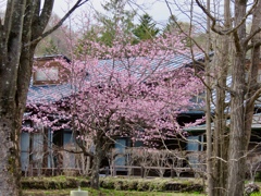 近所の公園の桜5