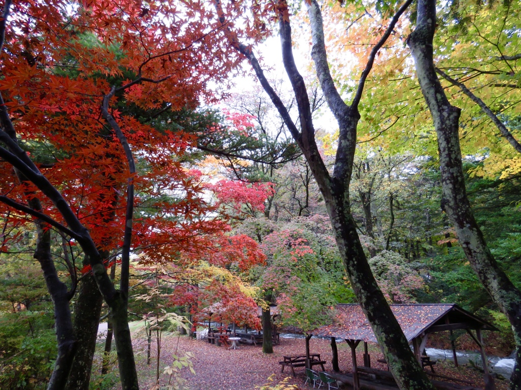 近所の紅葉6
