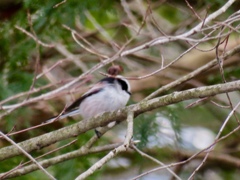 散歩で出会った鳥達6