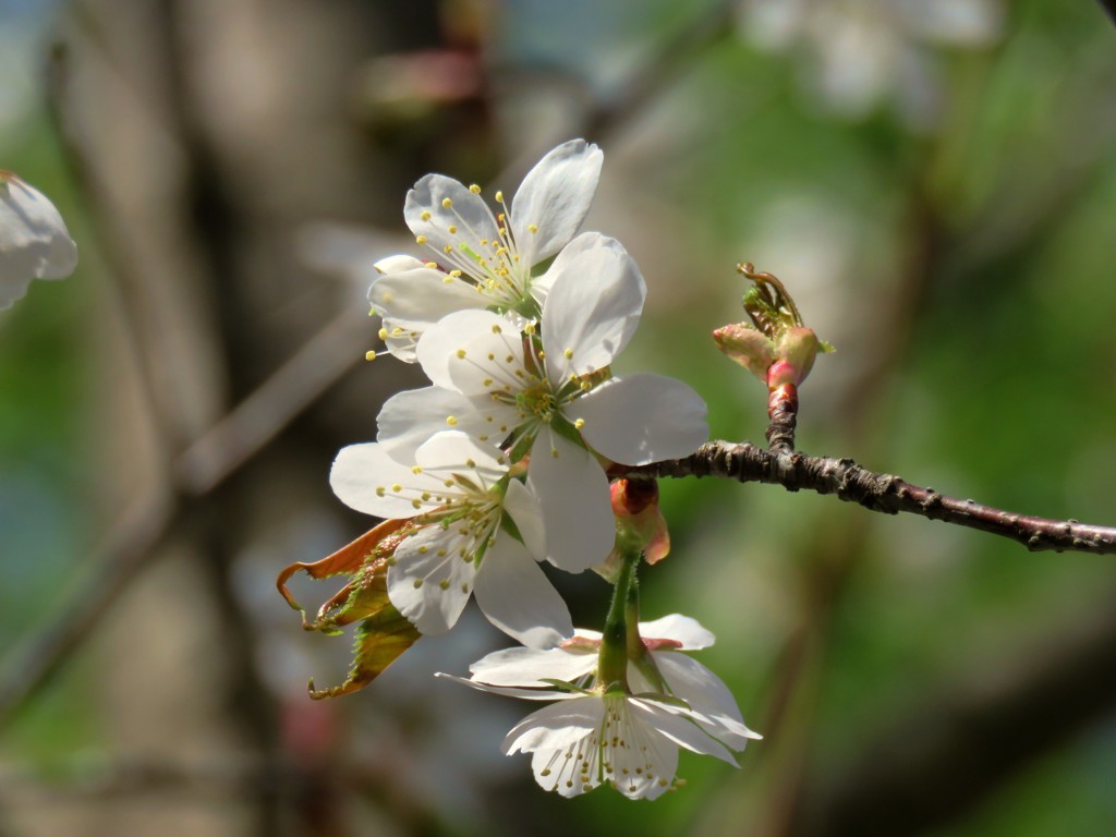 今咲いている桜