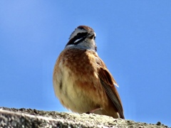 鳥居のうえで