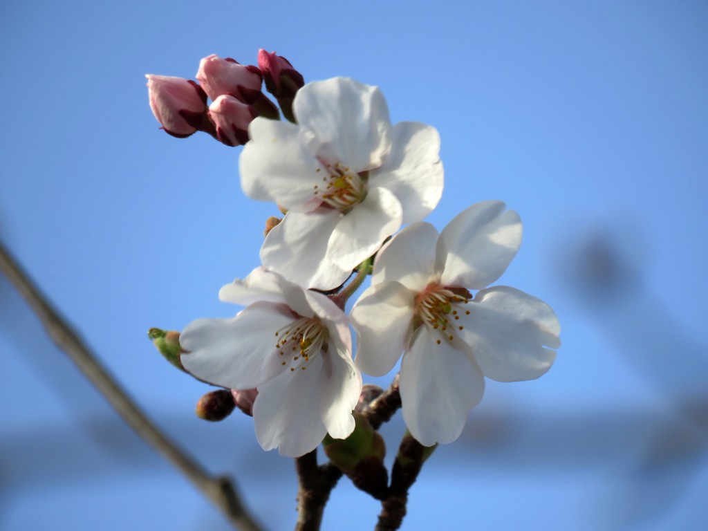 公園の桜
