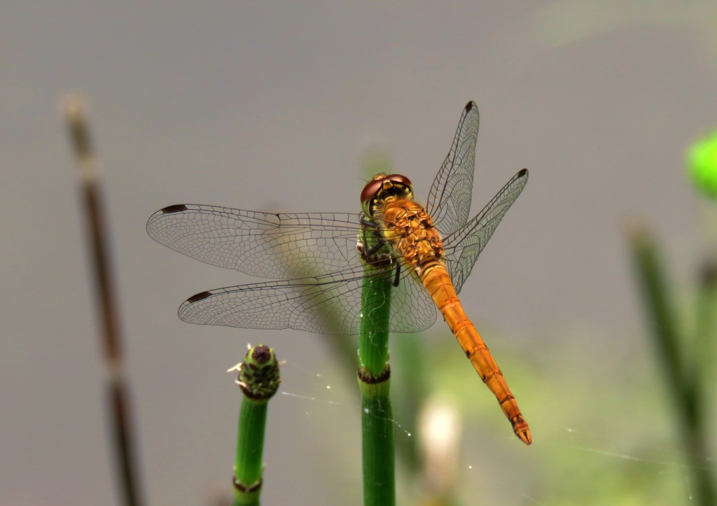 アキアカネ♀