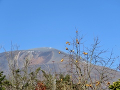 柿と浅間山